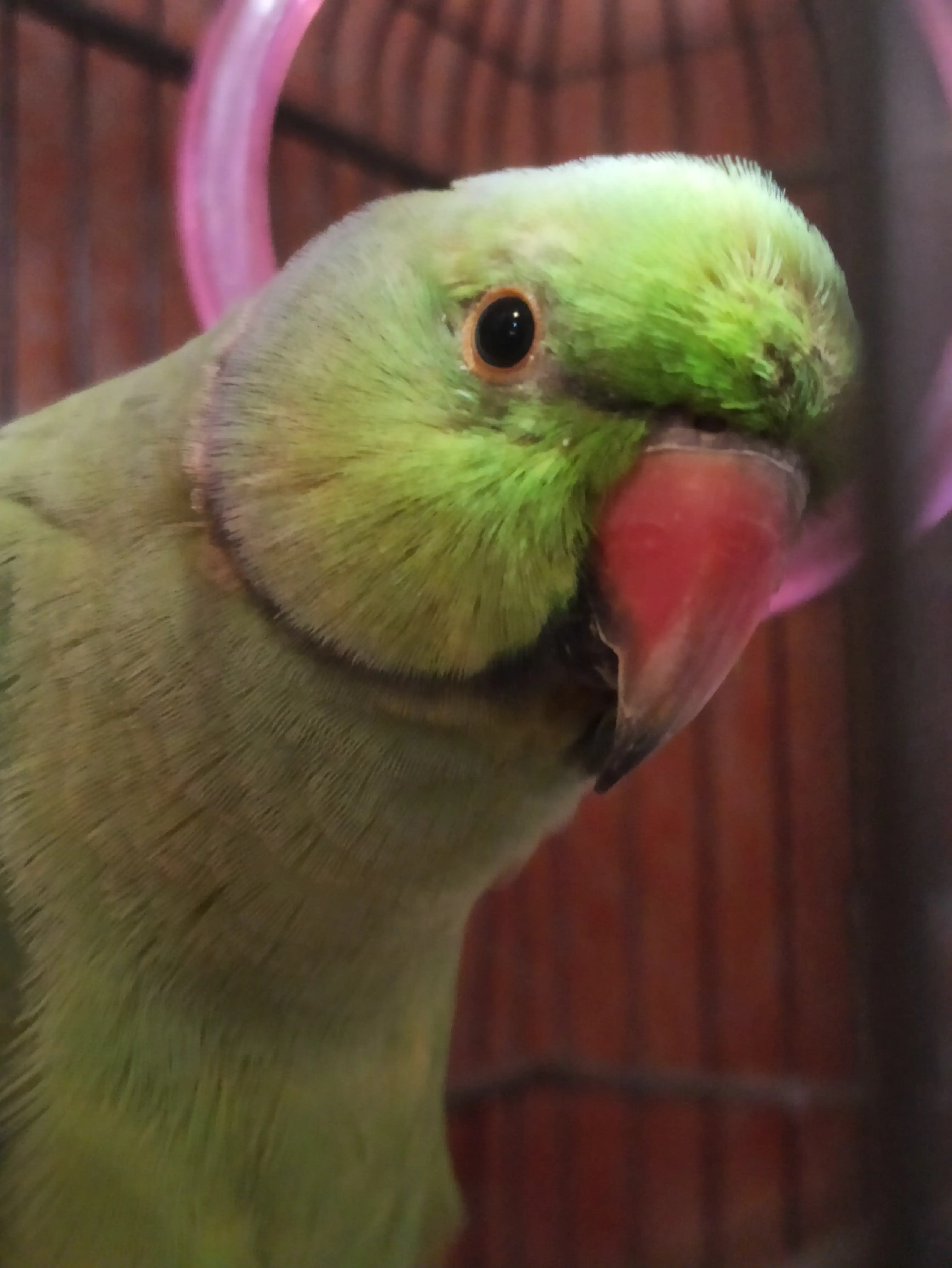 Parrot