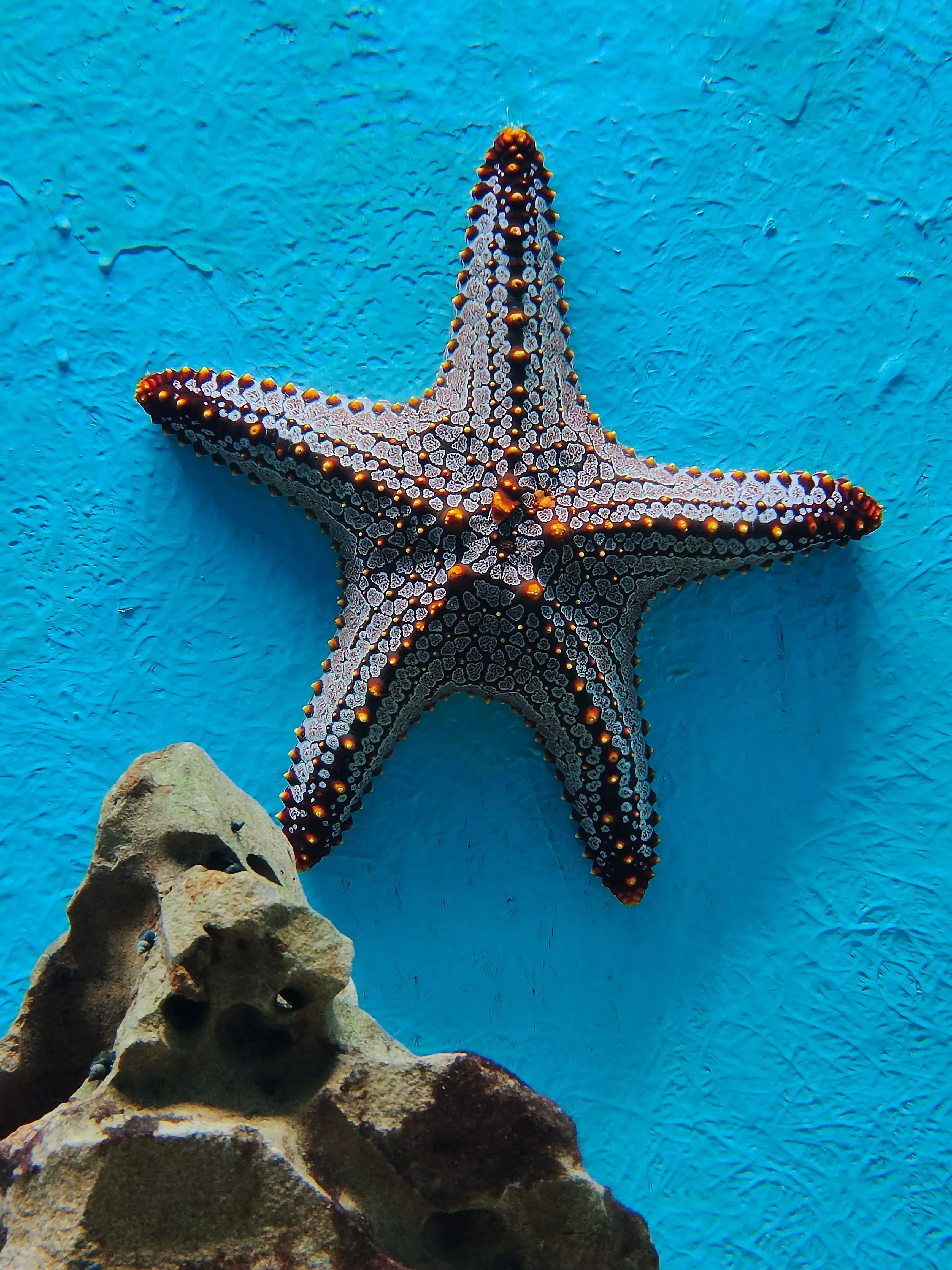 Starfish